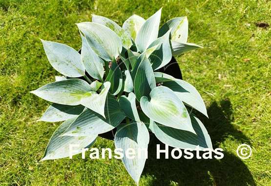 Hosta Bulletproof